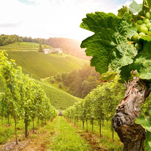 Douro_Valley_Tours_Winery_Portugal